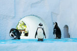 Asahiyama Zoo Guide: Entrance Fee, Penguin Walk & Best Places to Stay