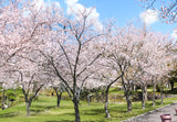 Cherry blossoms in full bloom near a peaceful Spring Hokkaido Villa, an ideal setting for BBQ and family getaways with easy access to Furano lavender fields and local shrines