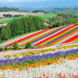 Sapporo to Furano Road Trip