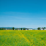Private vacation rental and luxury car rental package in Hokkaido Japan, combining Sapporo based service with road trips to Niseko and Furano.